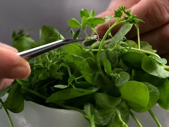 A chef carefully selects an herb garnish for a plant-based dessert